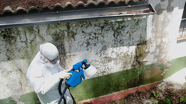 Trusted Attic Mold Removal service in DuPont, WA - Cheap Mold Removal
